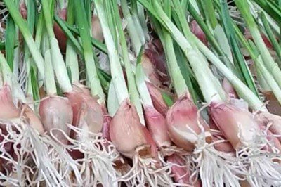 Com um dos sabores e cheiros mais comuns e típicos da culinária brasileira, o alho se tornou um dos mestres dos temperos e faz parte da cultura nacional. Além de ser cultuado na cozinha, este alimento também pode ser usado em medicamentos caseiros e traz benefícios importantes para a saúde. -  (crédito:  Reprodução Youtube Coisas de quintal)