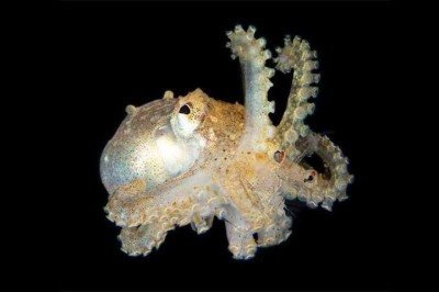 No reino animal, poucas criaturas despertam tanta curiosidade quanto o polvo. Com seus oito braços cheios de ventosas, sua habilidade de mudar de cor e textura em frações de segundo e sua impressionante capacidade de resolução de problemas, esse cefalópode fascina tanto biólogos quanto leigos. -  (crédito: Instagram @gugunderwater)