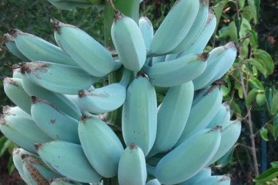 Em algumas regiões tropicais do mundo é possível encontrar uma banana de cor diferente da que estamos habituados (verdes ou amarelas). Trata-se de uma variedade azul que é um híbrido da banana Musa balbisiana e da Musa acuminata. E mais: ela tem sabor que remete à baunilha e textura parecida com a de sorvete. 
 -  (crédito: Reprodução/Sociedade Internacional da Banana)
