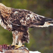 Pra quem não viu: Mãe salva bebê atacado por ave de rapina - Flickr arkko Järvinen