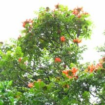 Estado proíbe plantio de árvore invasora que mata abelhas - Divulgação/IMA