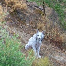 Lince-ibérico albino é visto na Espanha; espécie está na lista de animais raros - Ángel Hidalgo Divulgação 