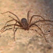 Aranha-violinista matou jovem com uma só picada - Carlito por Pixabay