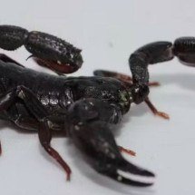 Toxina de escorpião da Amazônia pode ajudar no combate ao câncer de mama - Pedro Ferreira Bisneto/iNaturalist