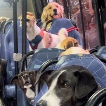 Ônibus escolar para cachorros viraliza e encanta internautas nas redes - Reprodução/Redes Sociais  