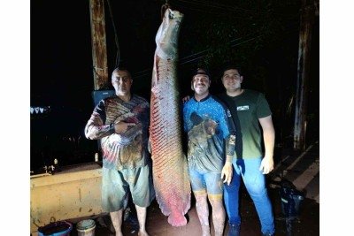 Pescadores mineiros fisgam no Rio Grande pirarucu de 2,07 metros e 124 kg -  (crédito: Arquivo pessoal/divulgaÃ§Ã£o)