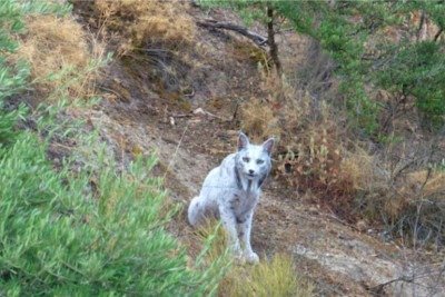 O fotógrafo espanhol Ángel Hidalgo capturou pela primeira vez em 22/10/ 2025 um exemplar de Lince?ibérico com pelagem extremamente clara — efeito visual tão inesperado que foi apelidado de “fantasma branco”. -  (crédito: Ángel Hidalgo Divulgação )