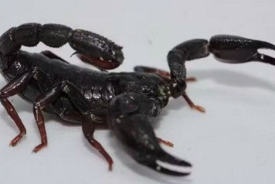 Pesquisadores brasileiros descobriram que o veneno do escorpião Brotheas amazonicus, espécie comum da região amazônica, pode se tornar um poderoso aliado no tratamento do câncer de mama. -  (crédito: Pedro Ferreira Bisneto/iNaturalist)