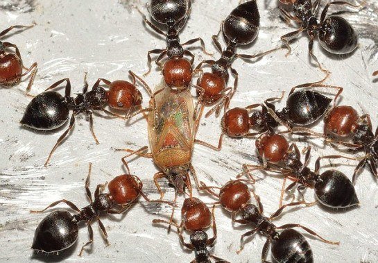 FRANCO PATRIZIA por Pixabay 