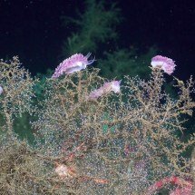 Pesquisadores encontram novas espécies de animais em cânions submarinos - ROV SuBastian/Schmidt Ocean Institute