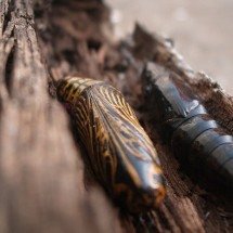 Animais que fazem casulos: tipos e funções na natureza - Monalisa Arikawa wikimedia commons