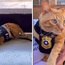 Gato laranja é adotado e vira ‘delegato’ em Delegacia da Mulher - Reprodução / redes sociais