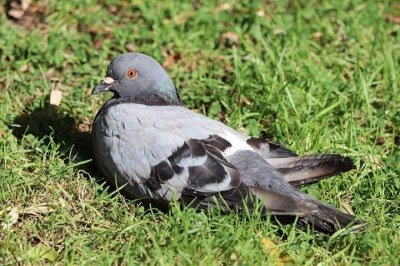 Uma empresa russa de tecnologia afirmou ter desenvolvido pombos controlados remotamente por meio de chips cerebrais.  -  (crédito: Wikimeidia Commons/Fernando Losada Rodríguez)