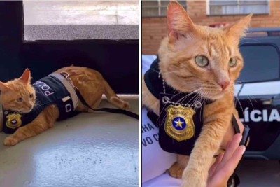 Gato foi adotado em uma ONG que cuida de animais abandonados -  (crédito: Reprodução / redes sociais)