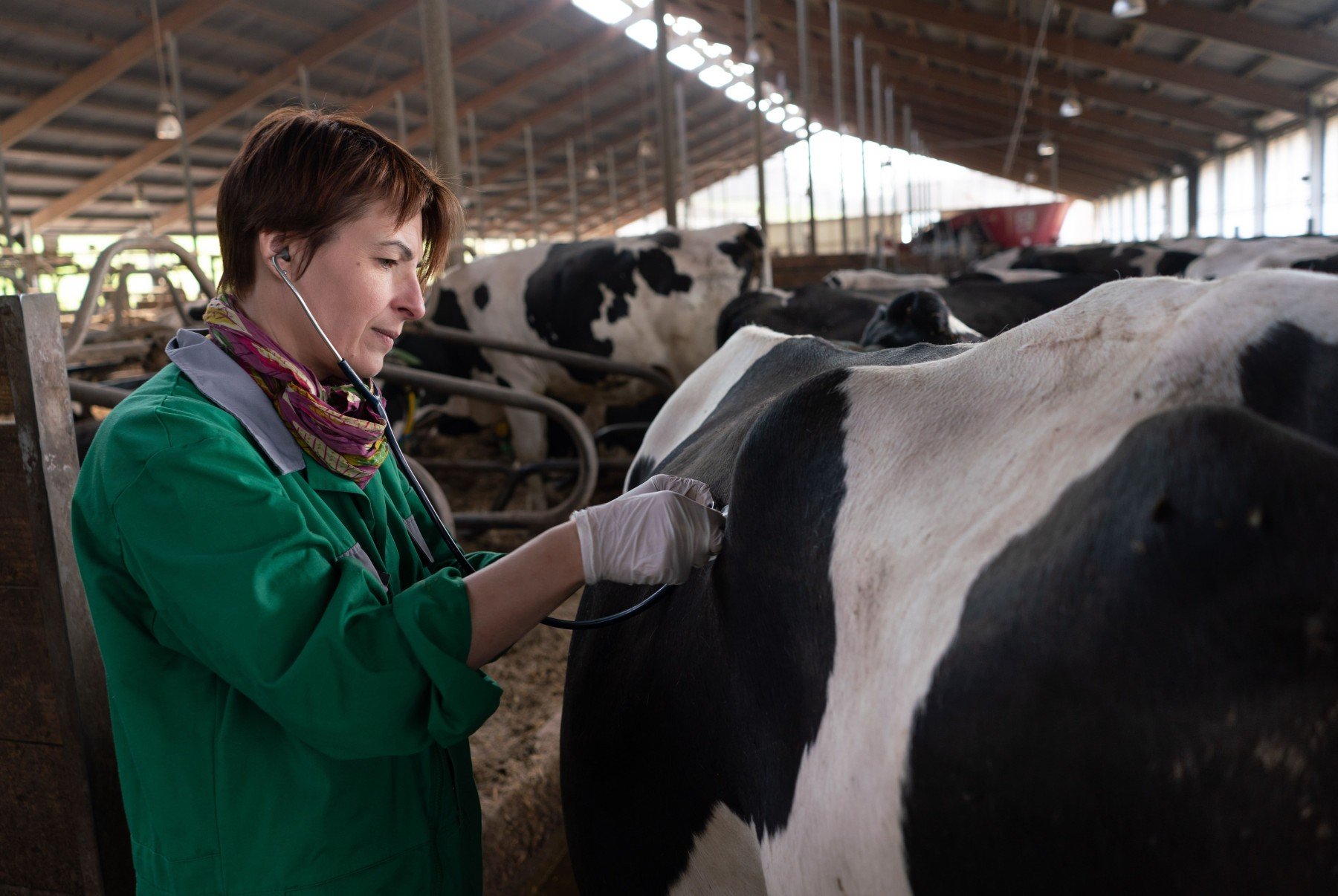 Prevenção da hipocalcemia otimiza lucro e saúde do gado - DINO