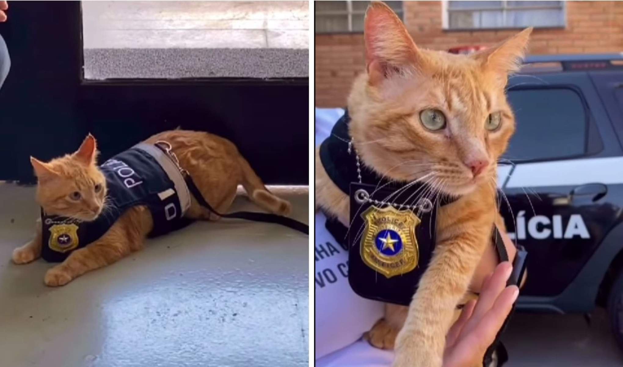 Gato é adotado e vira 