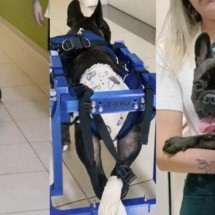 Cão paraplégico ganha cadeira de rodas elaborada por universitário e volta a andar - Reprodução de vídeo