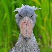 Ave assustadora mata os irmãos e caça até crocodilos - Wikimedia Commons/Olaf Oliviero Riemer