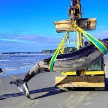 ‘Fantasma’ do oceano: baleia encontrada na Nova Zelândia nunca foi vista com vida - Divulgação/New Zealand Conservation Department