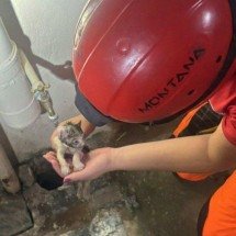 MG: filhote de gato cinzento quase submerso é resgatado em rede de drenagem - CBMMG/Divulgação