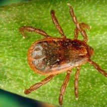 Primeira morte por alergia à carne, causada após picada de carrapato, é confirmada -  Domínio Público/Wikimédia Commons