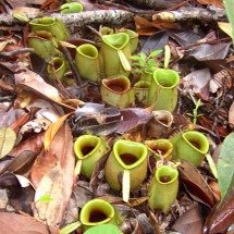 Graciosas e mortais: veja uma lista de plantas carnívoras - Domínio Público - Wikimédia Commons