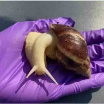 As principais pragas que causam devastação nas plantações - divulgação governo EUA