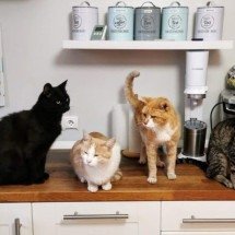 Curiosidades sobre o comportamento dos gatos - Dietmar Ludmann Unsplash