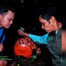 Expedição encontra flor mais rara do mundo; pesquisador vai às lágrimas - Reprodução/X/thorogoodchris1