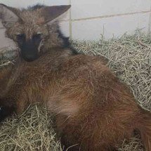 Vídeo: lobo-guará atropelado é resgatado em Juiz de Fora  - CBMMG