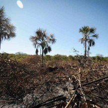 A Justiça pode salvar da morte as veredas de Guimarães Rosa? - Alexandre Guzanshe/EM/D.A Press - 14/6/24