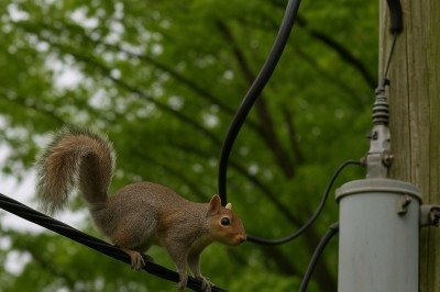Esquilos são responsáveis por quedas de energia com frequência nos Estados Unidos. E isso acontece em várias cidades de diversos estados. -  (crédito: Imagem gerada por i.a )