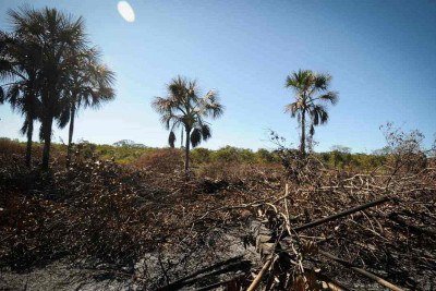Restos de troncos de buritizeiros em área queimada no Parque Nacional Grande Sertão Veredas: árvore que cresce em alagados morre em meio à seca -  (crédito: Alexandre Guzanshe/EM/D.A Press - 14/6/24)