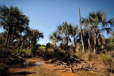 Vereda São José, em três Marias: Considerada 'a mais bela' por Guimarães Rosa, área 
hoje tem pouca água e palmeiras de buritis tombadas e morrendo. Riqueza hídrica parou em barragem para irrigação -  (crédito: Alexandre Guzanshe/EM/D.A Press - 10/6/24)