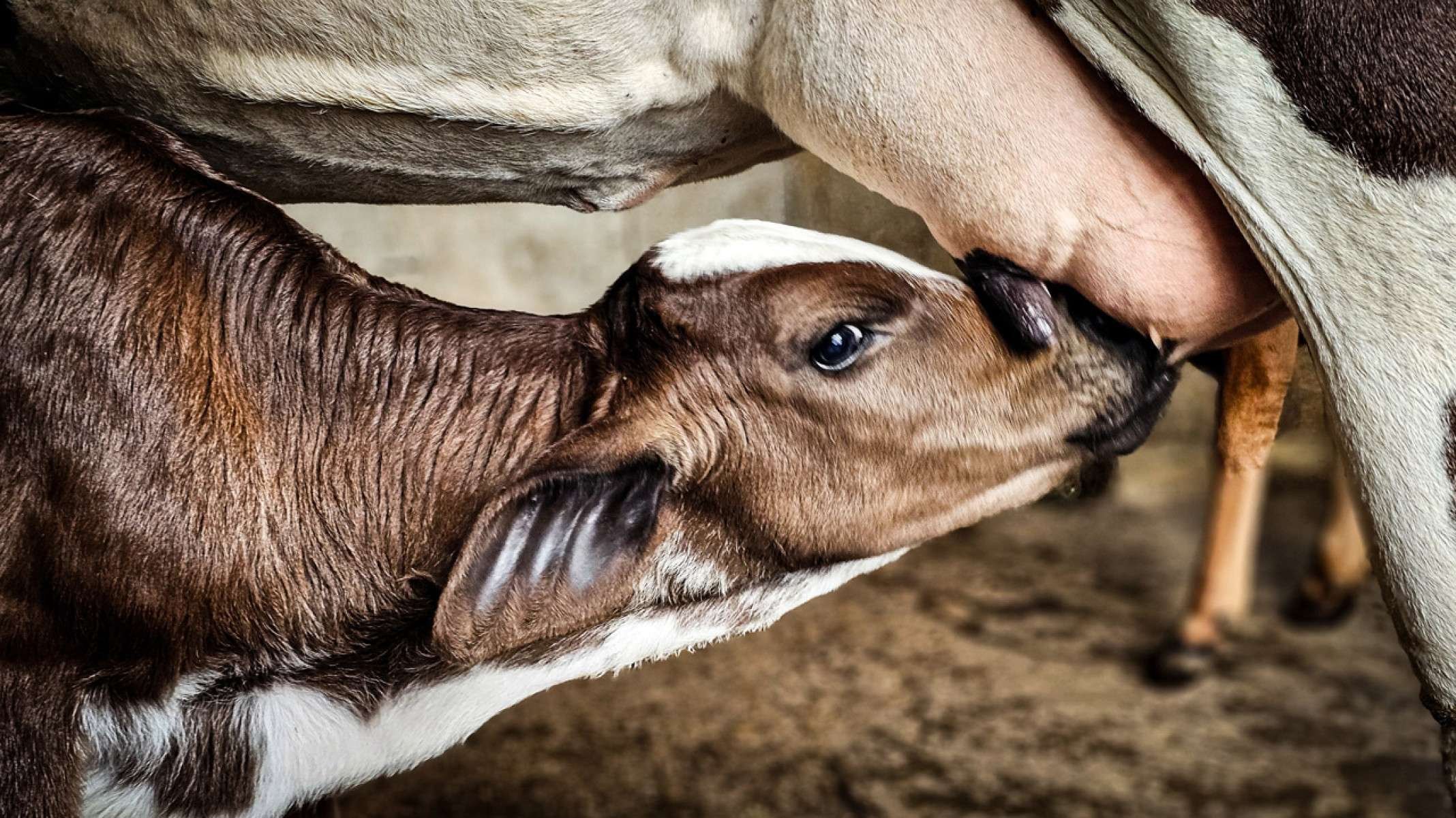 A produção das vacas do sítio em Congonhas do Norte é de 12 a 13 queijos por dia-DIEGO VARGAS/SEAPA-MG/DIVULGAÇÃO