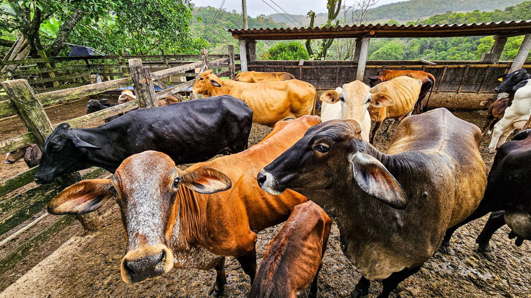 Em seu sítio de 15 hectares, José Tadeu conta com 16 vacas produzindo leite-DIEGO VARGAS/SEAPA-MG/DIVULGAÇÃO