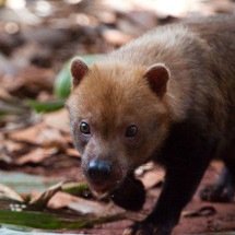 Cachorro-vinagre: 5 curiosidades sobre o 'fantasma' das matas - Jo&atilde;o Marcos Rosa/Veja