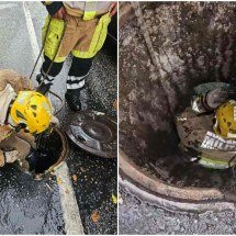 BH: mulher vê gato arrastado em enxurrada, aciona bombeiros e adota animal - CBMMG