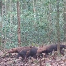 Pra quem não viu: Armadilha flagra cachorros-vinagre na mata; conheça essa espécie curiosa - Foto: Parque Nacional Montanhas do Tumucumaque