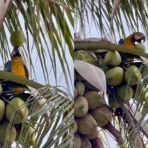 Arara viraliza ao agir com esperteza para saborear água de coco - Reprodução/Instagram