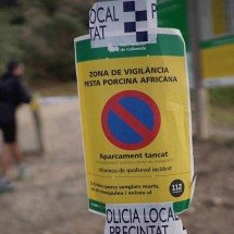 Peste suína mata nove javalis perto de Barcelona - MANAURE QUINTERO / AFP