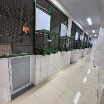 Ararinhas-azuis: criadouro destaca que mantém protocolos rígidos - Ascom/Divulgação 