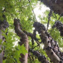 A dica que faz diferença no desenvolvimento da jabuticabeira; descubra - Reprodução TV Globo