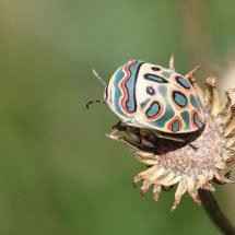 “Obra de arte” no dorso: Percevejo raro parece tingido à mão - wikimedia commons/Alandmanson