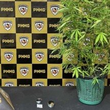 Três são presos e pé de maconha é apreendido no interior de Minas - PMMG/Divulgação