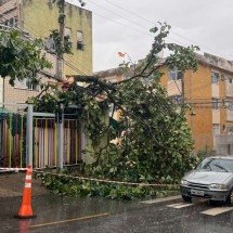 Queda de árvore sob fiação deixa mais de 100 pessoas sem energia em BH - Edésio Ferreira/EM/DA Press