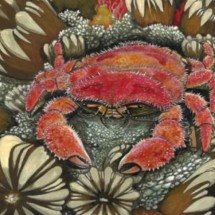 Fóssil de caranguejo de 85 milhões de anos é descoberto por brasileiros na Antártica - Reprodução/Instagram/ @paleoantar