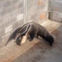 Vídeo: animal em risco de extinção é resgatado pelos bombeiros em Minas - CBMMG/Divulga&ccedil;&atilde;o