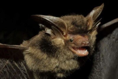 Histiotus alienus – Depois de ficar mais de um século desaparecido, esse morcego endêmico do sul do Brasil voltou a ser registrada por pesquisadores brasileiros em 2018. 

 -  (crédito: Vinícius C. Cláudio/Fiocruz/Promasto)