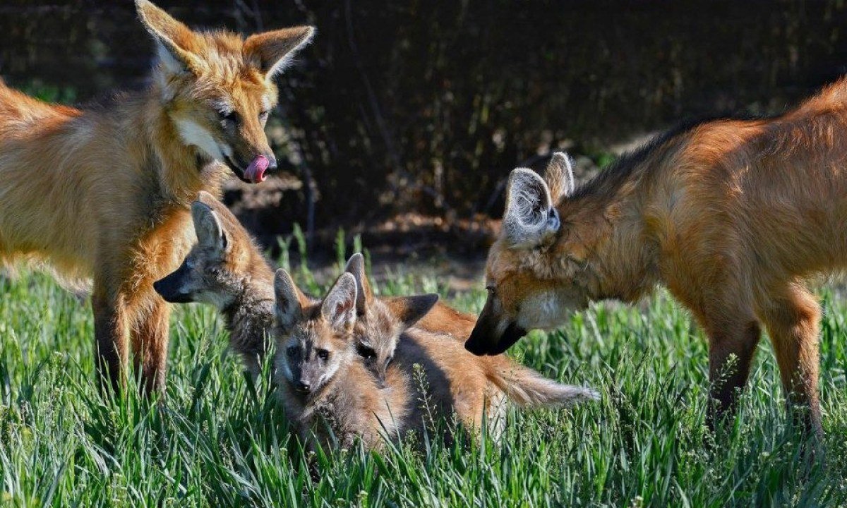 5 lugares no Brasil para ver animais selvagens de perto - Adriano Gambarini/Tamandu&aacute; Ecoturismo 